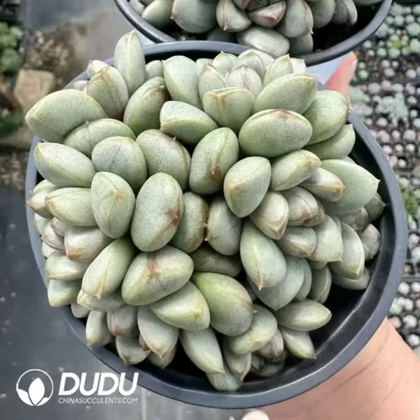 1756124877-1743660930-e201.webp Echeveria Grape Clustering - Image 1