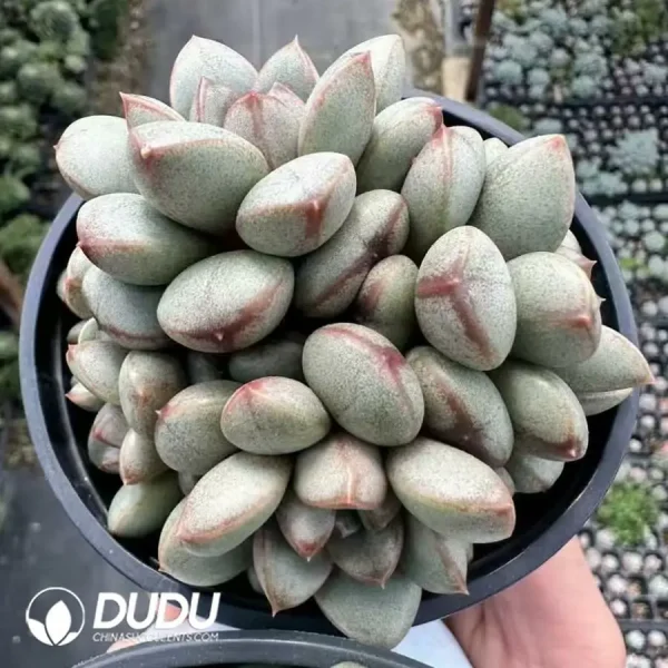 1756124878-1744365230-e202.webp Echeveria Grape Clustering - Image 2