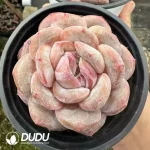 Echeveria Monroe