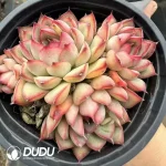 Echeveria Red Lotus Clustering - Image 2