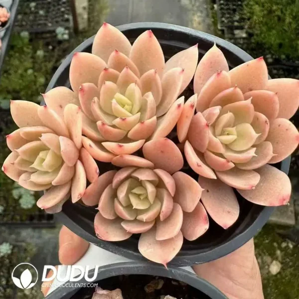 1756124884-1743660964-e201.webp Echeveria Silk Clustering - Image 1