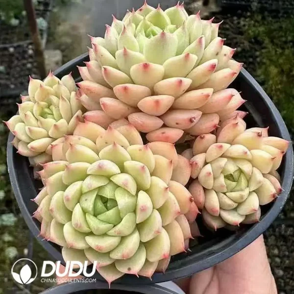 1756124886-1743660971-e201.webp Echeveria Macadamia Clustering - Image 1
