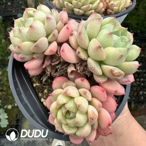 1756124887-1744365212-e202.webp Echeveria Macadamia Clustering - Image 2