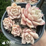 Echeveria Peacockckii Bluete Clustering - Image 2