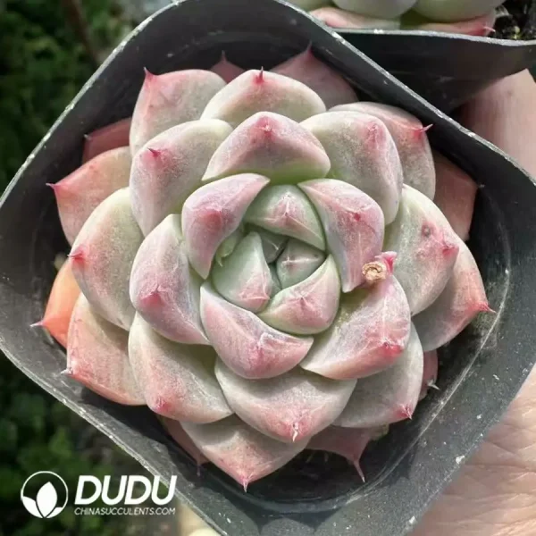 1756124890-1743660994-e201.webp Echeveria Beauty - Image 1