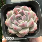 Echeveria Beauty - Image 2