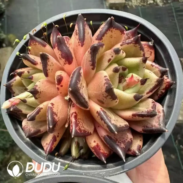 1756124895-1743661009-e201.webp Echeveria Halloween Double Heads - Image 1
