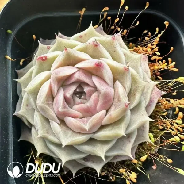 1756124897-1743661023-e201.webp Echeveria Hyalina E. Walther - Image 1