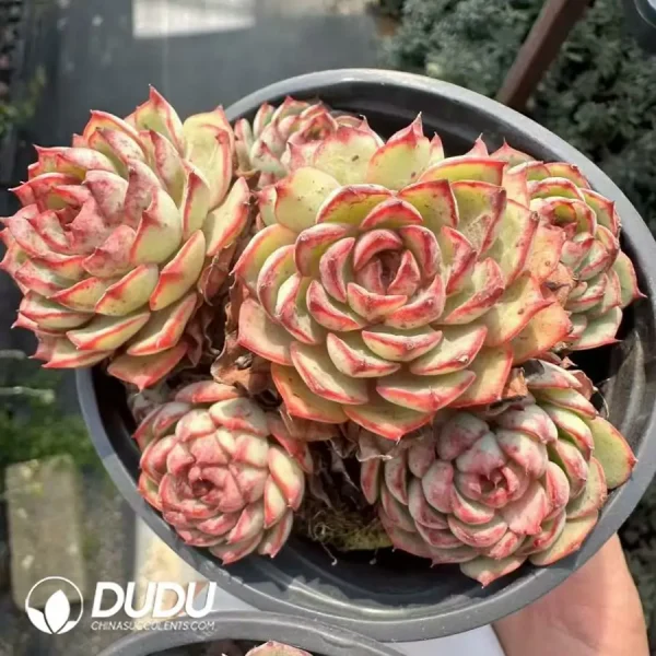 1756124900-1744365197-e202.webp Echeveria Super Circle Clustering(Scattered Clustering) - Image 2