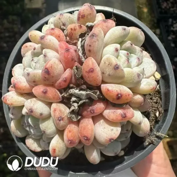 1756124901-1743661049-e201.webp Echeveria Viyant Clustering - Image 1
