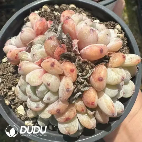 1756124902-1744365194-e202.webp Echeveria Viyant Clustering - Image 2