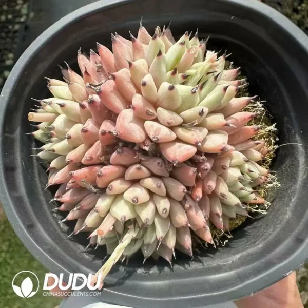 1756124903-1743661062-e201.webp Echeveria Cuspidata var. Zaragozae Clustering - Image 1