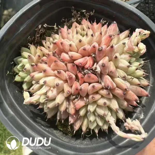 1756124905-1744365191-e202.webp Echeveria Cuspidata var. Zaragozae Clustering - Image 2