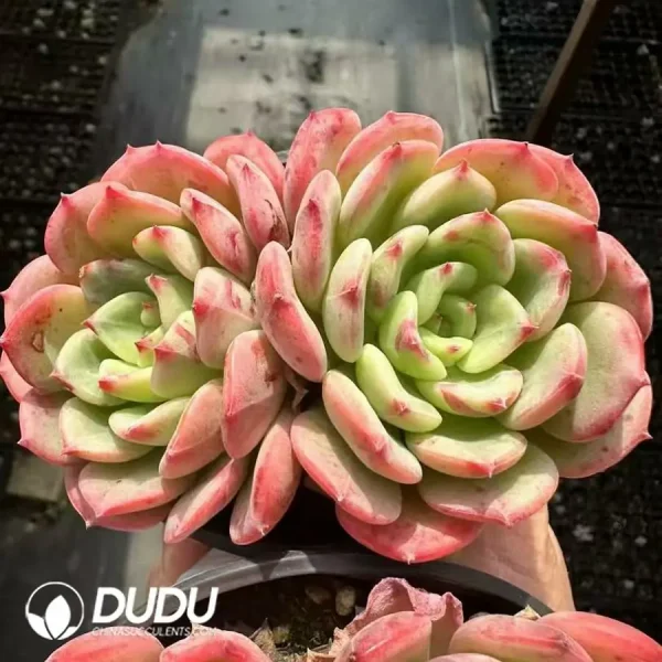 1756124908-1743661104-e201.webp Echeveria Salmon Double - Image 1