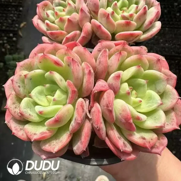 1756124909-1744365181-e202.webp Echeveria Salmon Double - Image 2