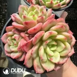Echeveria Salmon Clustering - Image 2