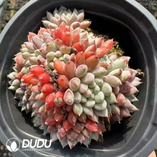 Echeveria Little blue clothes clustering - Image 1