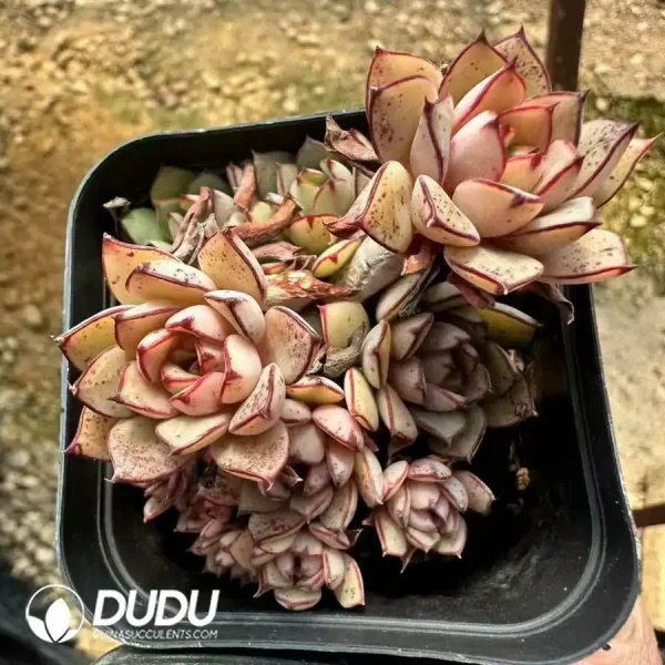 1756124920-1744365165-e202.webp Echeveria Cinderella clustering - Image 2
