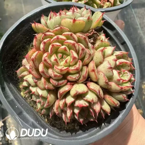 1756124922-1744365161-e202.webp Echeveria Demon Flame Multi-Head Clustering - Image 2