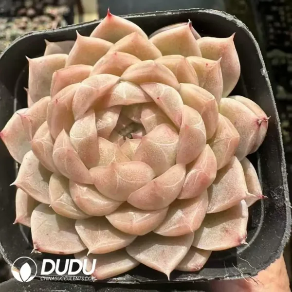 EcheveriaWheat straw - Image 1