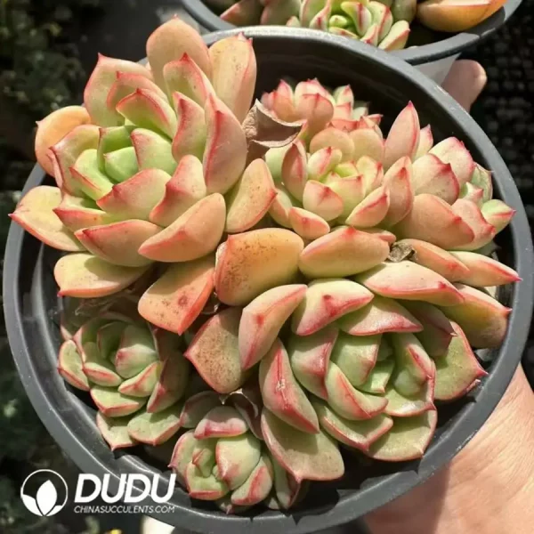 Echeveria Red makeup clustering - Image 1