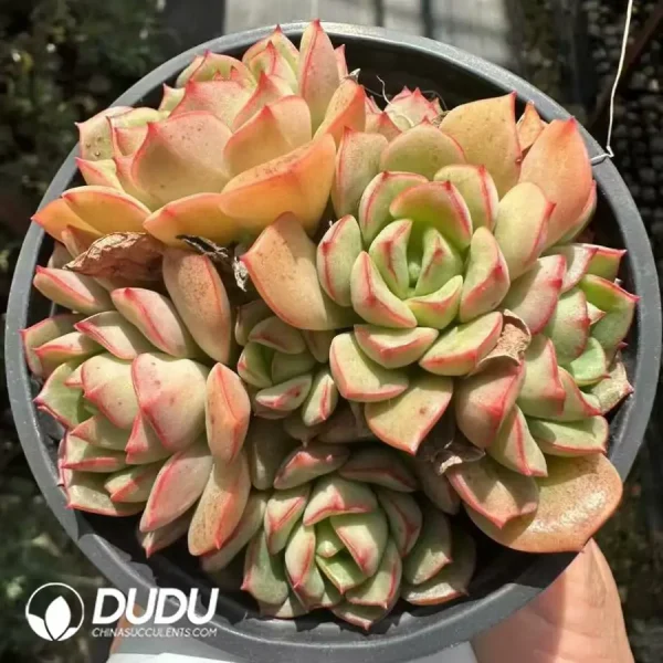 Echeveria Red makeup clustering - Image 2