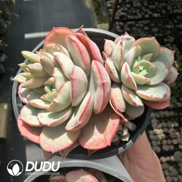 1756124932-1743661254-e201.webp Echeveria Lingbo Fairy Double - Image 1