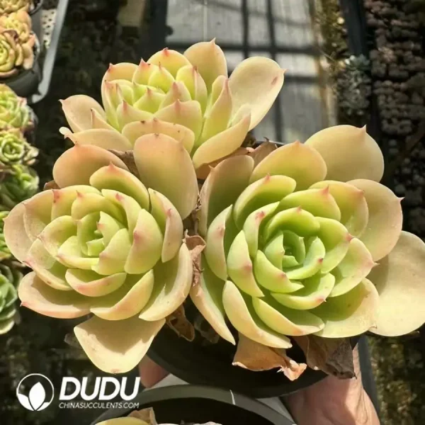 1756124934-1743661273-e201.webp Echeveria Lemon Prince clustering - Image 1