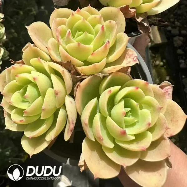 1756124935-1744365146-e202.webp Echeveria Lemon Prince clustering - Image 2