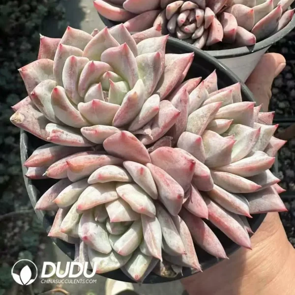 1756124936-1743661285-e201.webp Echeveria Pink Bluebird Clustering - Image 1