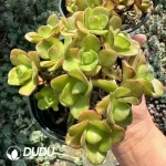 Aeonium Rugby Clustering