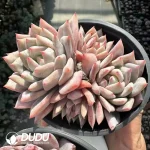 Echeveria Pink Bluebird Clustering - Image 2
