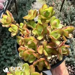 Aeonium Rugby Clustering - Image 2