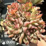 Echeveria Empress Dowager Clustering