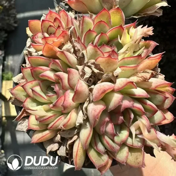 1756124943-1743661334-e201.webp Echeveria Empress Dowager Clustering - Image 1