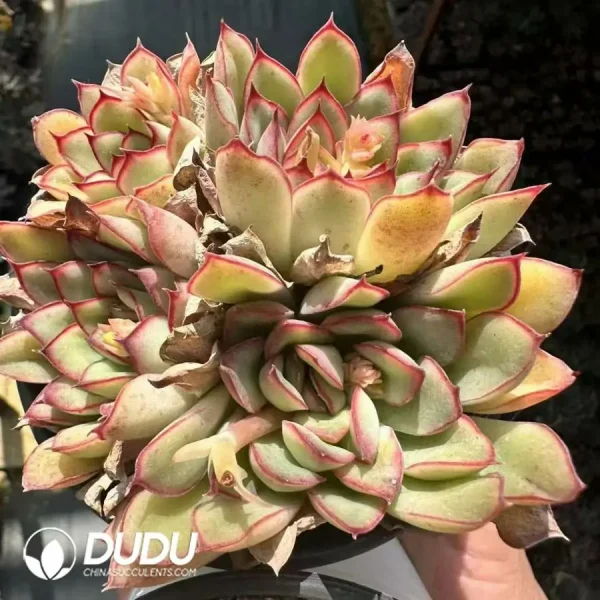 1756124944-1744365136-e202.webp Echeveria Empress Dowager Clustering - Image 2