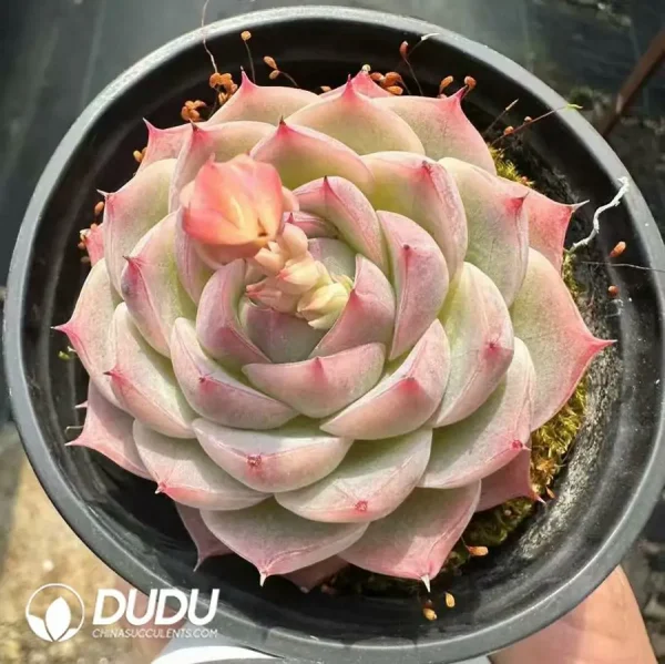 1756124945-1743661344-e201.webp Echeveria Crystal Rose - Image 1