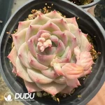 Echeveria Crystal Rose - Image 2