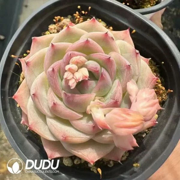 1756124946-1744365134-e202.webp Echeveria Crystal Rose - Image 2
