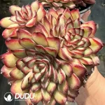 Echeveria Lingyin Clustering