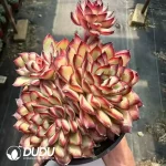 Echeveria Lingyin Clustering - Image 2