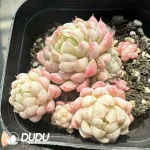 Echeveria Ball of Fat Clustering