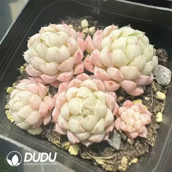 1756124951-1744365126-e202.webp Echeveria Ball of Fat Clustering - Image 2