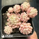 Echeveria Ball of Fat Clustering