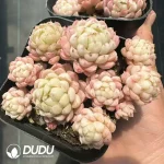 Echeveria Ball of Fat Clustering - Image 2