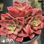Echeveria Noble Clustering