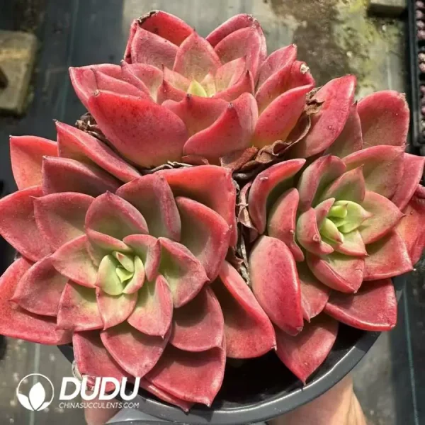 1756124956-1743661408-e201.webp Echeveria Noble Clustering - Image 1