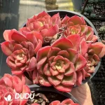 Echeveria Noble Clustering - Image 2