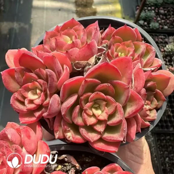 1756124957-1744365117-e202.webp Echeveria Noble Clustering - Image 2