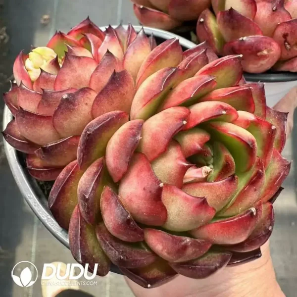 1756124958-1743661417-e201.webp Echeveria Pollyanna Double Head - Image 1